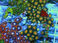 画像2: No.6 マメスナギンチャク お花畑プレート (2)