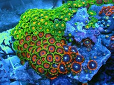 画像1: No.7 マメスナギンチャク お花畑プレート (1)