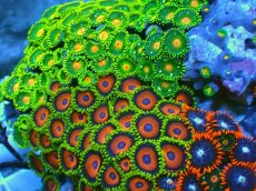 画像2: No.7 マメスナギンチャク お花畑プレート (2)