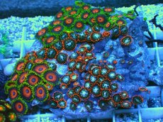 画像1: No.8 マメスナギンチャク お花畑プレート (1)