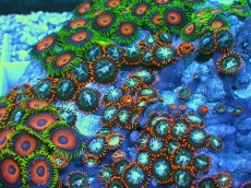 画像2: No.8 マメスナギンチャク お花畑プレート (2)