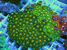 画像1: No.9 マメスナギンチャク お花畑プレート (1)