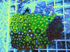 画像1: No.10 マメスナギンチャク お花畑プレート (1)