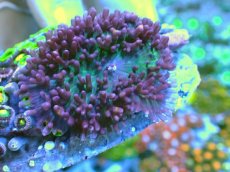 画像2: No.10 マメスナギンチャク お花畑プレート (2)