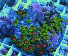 画像1: No.11 マメスナギンチャク お花畑プレート (1)