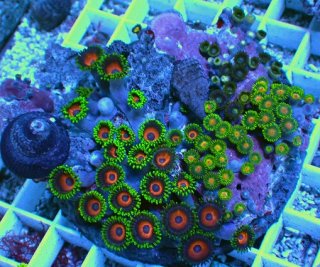 No.20 オーストラリア産 スコリミア Warpaintを買うならアクアスタイル