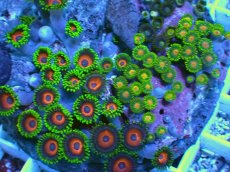 画像2: No.11 マメスナギンチャク お花畑プレート (2)