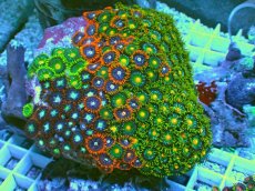 画像1: No.12 マメスナギンチャク お花畑プレート (1)