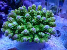 画像1: No.100 ユビミドリイシ (1)