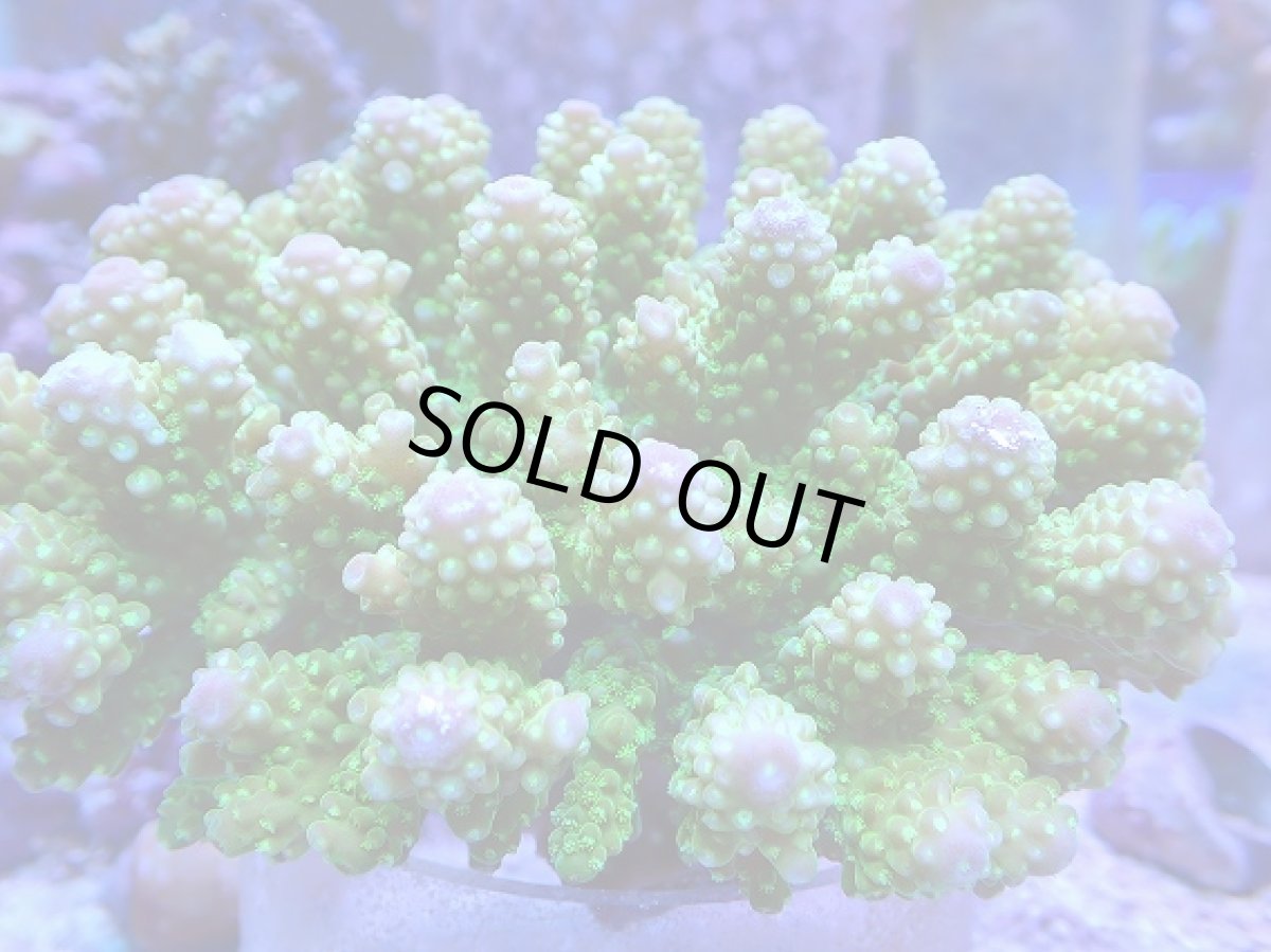 画像2: No.100 ユビミドリイシ (2)