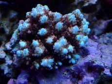 画像1: No.101 ハナガサミドリイシ (1)