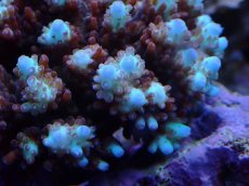 画像2: No.101 ハナガサミドリイシ (2)