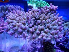 画像1: No.102 ツツハナガサミドリイシ (1)