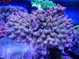 SPS全品 - AQUASTYLE YOU（アクアスタイルユー）