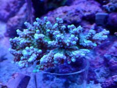 画像1: No.103 浅場ミドリイシ (1)