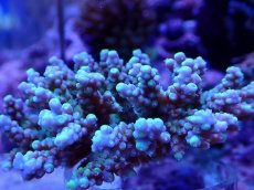 画像2: No.103 浅場ミドリイシ (2)