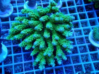 SPS全品 - AQUASTYLE YOU（アクアスタイルユー）