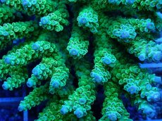 画像2: No.104 ウスエダミドリイシ (2)