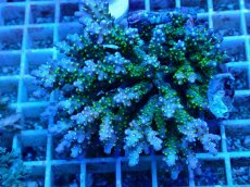 画像1: No.105 スゲミドリイシ (1)