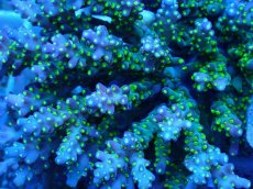 画像2: No.105 スゲミドリイシ (2)