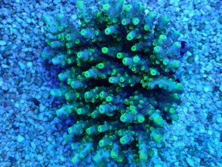 SPS全品 - AQUASTYLE YOU（アクアスタイルユー）