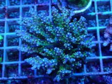 画像1: No.107 スゲミドリイシ (1)