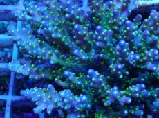 画像2: No.107 スゲミドリイシ (2)