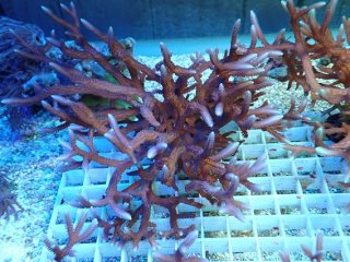 No.1 セラーゴ を買うならアクアスタイルユー 大阪のサンゴ専門