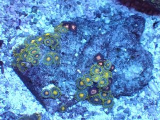 No.7 オオタバサンゴを買うならアクアスタイルユー 大阪のサンゴ