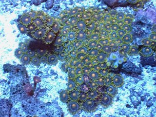 D*g様 ハナガササンゴ ハナガササンゴ Red - 海水魚専門店 ceppo onlinestore