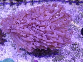 ハナガササンゴ Goniopora を買うならアクアスタイルユー