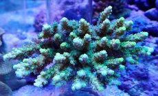 画像1: No.107 浅場ミドリイシ (1)