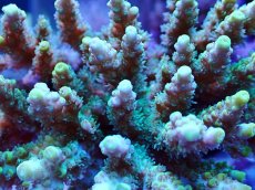 画像2: No.107 浅場ミドリイシ (2)