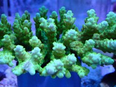 画像2: No.108 浅場ミドリイシ (2)