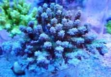 画像1: No.109 浅場ミドリイシ (1)