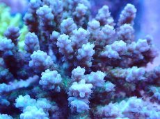 画像2: No.109 浅場ミドリイシ (2)