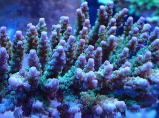 画像2: No.111 浅場ミドリイシ (2)