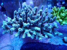 画像1: No.112 オーストラリア産 浅場ミドリイシ (1)