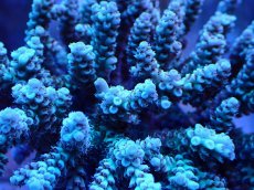 画像2: No.112 オーストラリア産 浅場ミドリイシ (2)