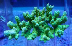 画像1: No.113 浅場ミドリイシ (1)