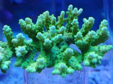 画像2: No.113 浅場ミドリイシ (2)