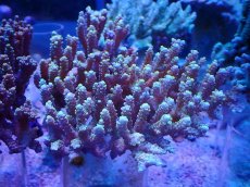 画像1: No.114 浅場ミドリイシ (1)