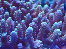 画像2: No.114 浅場ミドリイシ (2)