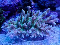 画像1: No.115 浅場ミドリイシ (1)