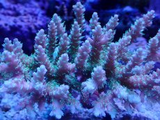 画像2: No.115 浅場ミドリイシ (2)