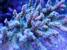 画像2: No.116 浅場ミドリイシ (2)