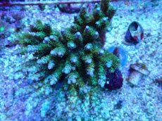 画像1: No.117 浅場ミドリイシ (1)