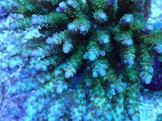 画像2: No.117 浅場ミドリイシ (2)