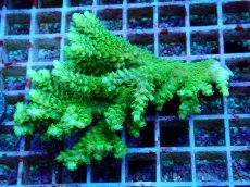 画像1: No.118 バーミキュラータ (1)