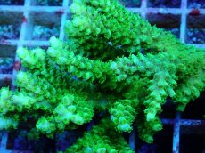 画像2: No.118 バーミキュラータ (2)